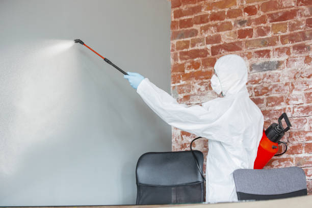 Reliable Walthourville, GA Mold Removal Solutions