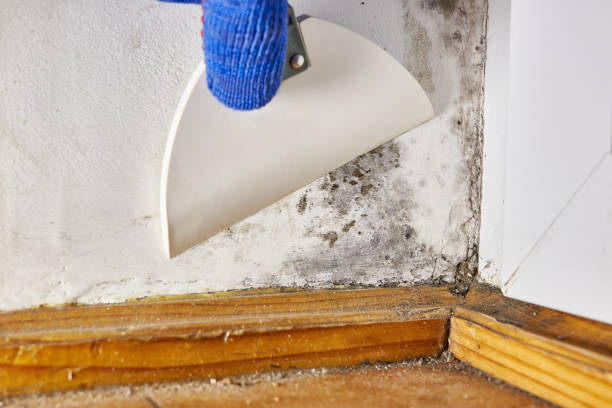 Best Mold Prevention Services  in Walthourville, GA