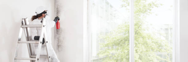Mold Removal for HVAC Installations in Walthourville, GA